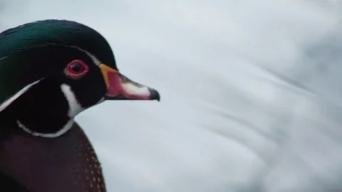 Closeup of Wood Duck Video stock 70209213
