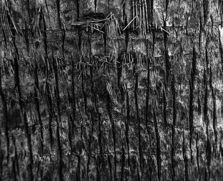 Closeup of the wood texture Stock Photos