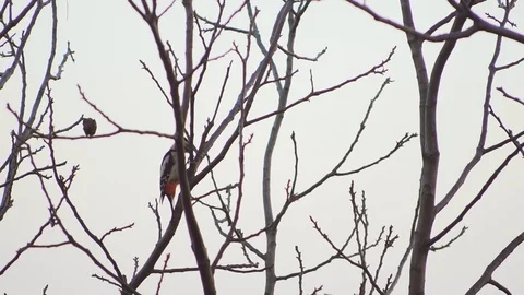 Closeup of woodpecker jumping at trunk in super slow motion Stock Footage 107804589