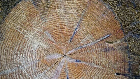 Closeup of a woodpile - pine log Видео 94355950