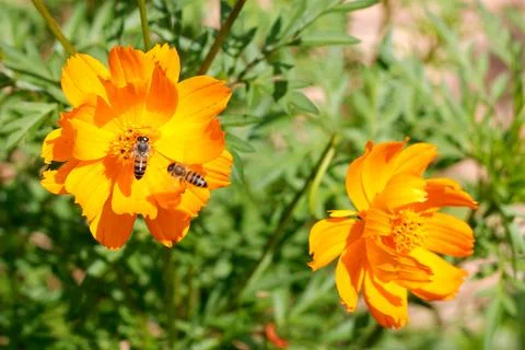 Closeup worker bee flying over yellow flower in beautiful garden for pollin.. Fotos Stock