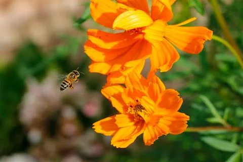 Closeup worker bee flying over yellow flower in beautiful garden for pollin.. Fotos Stock