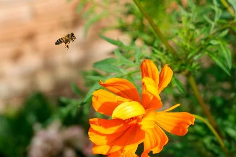 Closeup worker bee flying over yellow flower in beautiful garden for pollin.. Fotos Stock