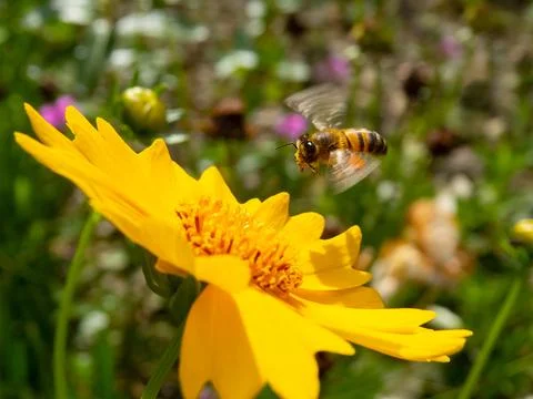 Closeup worker bee flying over yellow flower in beautiful garden for pollin.. Fotos Stock