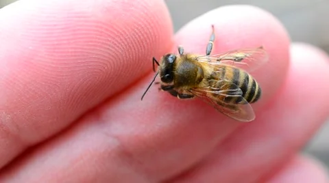 Closeup of worker bee on human finger Stock Footage 49722621
