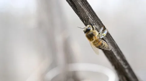 Closeup of a worker bee sitting on a tree twig in spring Stock Footage 50485037