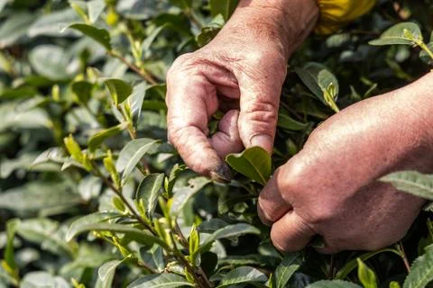 Closeup of worker hand picking the tender and young longjing tea buds in Stock Photos