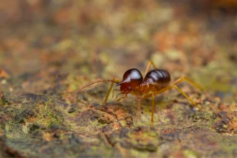 Closeup worker termite on the ground Stock Photos