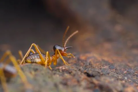 Closeup worker termite on the ground Foto stock