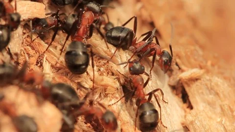 Closeup of working and moving ants - macro ant-hill detail Stock Footage 75585184