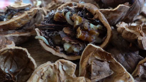 Closeup of worms eating rotten walnut. Broken nutshell with worm larvae crawl Stock Footage 222733003