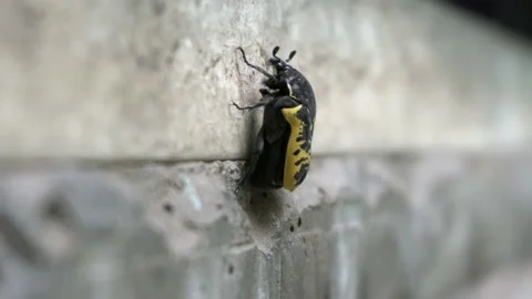 Closeup of a yellow and black beetle climbing a vertical concrete wall with its Vidéo 166596486
