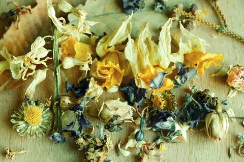 Closeup of yellow and blue dry flowers and plants, herbal tea, dried flowers Stock Photos