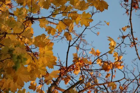 Closeup of yellow and orange maple foliage backlit by later afternoon sun during Stock Photos