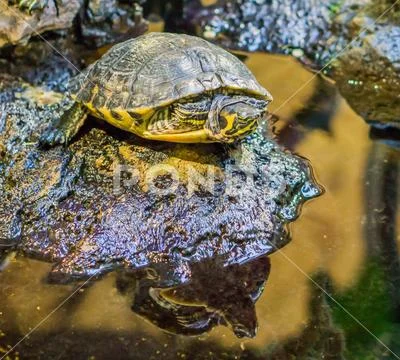 Closeup of a yellow bellied slider turtle on a rock, popular reptile pet from Stock Photos