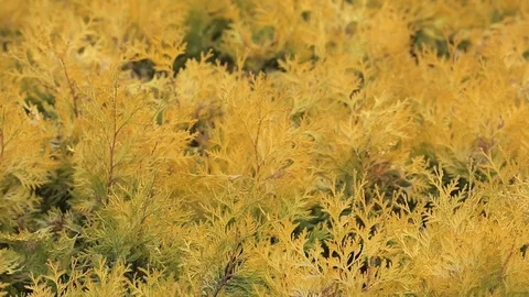 Closeup yellow branches of plants Stock Footage 122758862
