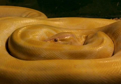 Closeup of yellow Burmese Python Stock Photos