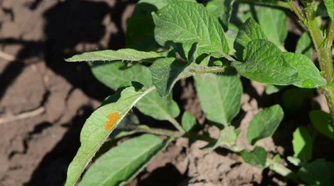 Closeup of yellow colorado beetle bug eggs on potato plant leaf Stock Footage 33907753