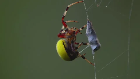 Closeup yellow colored Spider wrapping i... | Stock Video | Pond5