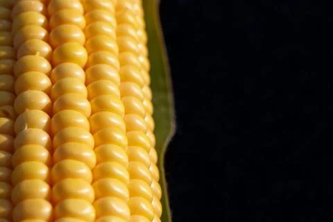 Closeup of yellow corn kernels, set in neat rows Stock Photos