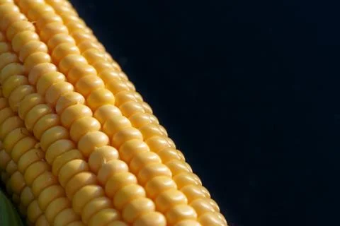 Closeup of yellow corn kernels, set in neat rows Stock Photos