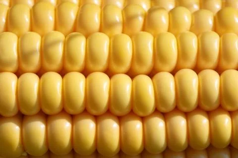 Closeup of yellow corn kernels, set in neat rows Stock Photos