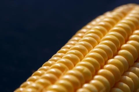 Closeup of yellow corn kernels, set in neat rows Stock Photos