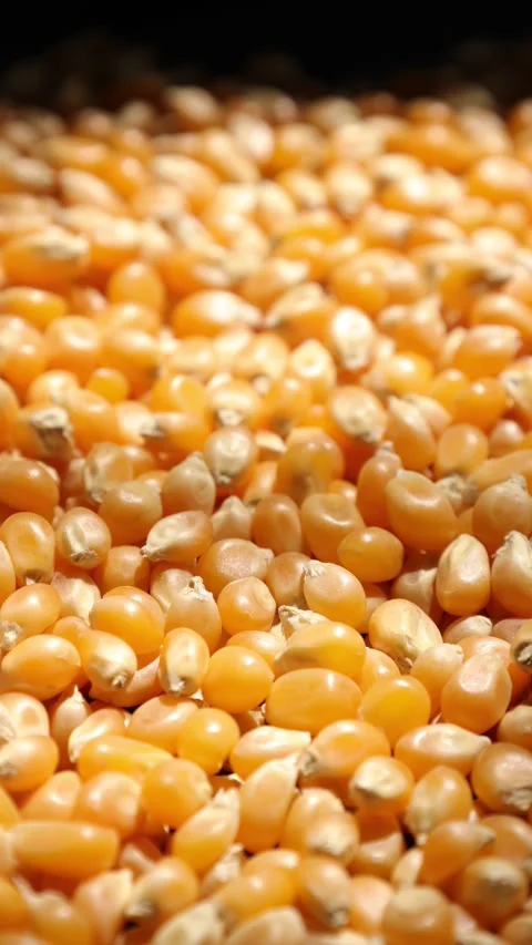 Closeup of a yellow corn seed Stock Footage 302535536
