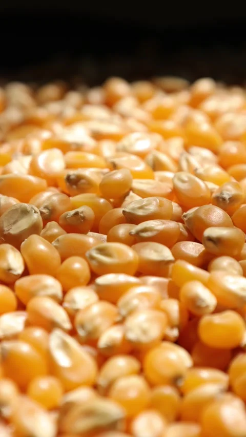 Closeup of a yellow corn seed Stock Footage 302535667