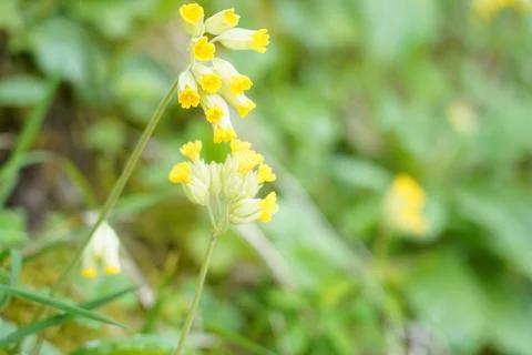 Closeup of yellow cowslips in spring. Foto stock