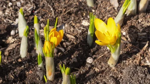 Closeup of yellow crocus blooming on field Stock Footage 287236545