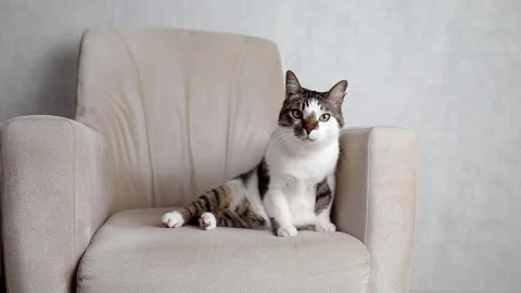 Closeup the yellow cute cat lick her paw and wash her body Stock Footage 240943853