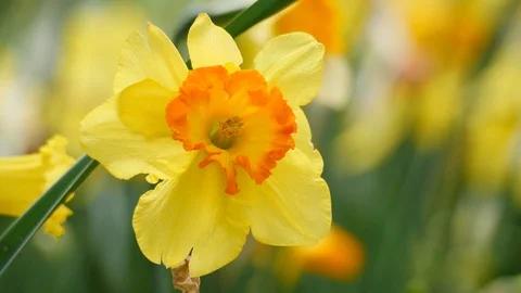 Closeup of yellow daffodil flowers on a spring day Stock Footage 106095032