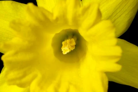 Closeup of yellow daffodil Stock Photos