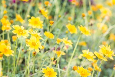 Closeup Yellow Daisy on soft  background Stock Photos