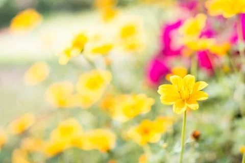 Closeup Yellow Daisy on soft  background Stock-Fotos