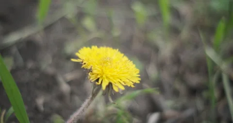Closeup of yellow dandelion flower Stock Footage 155106441
