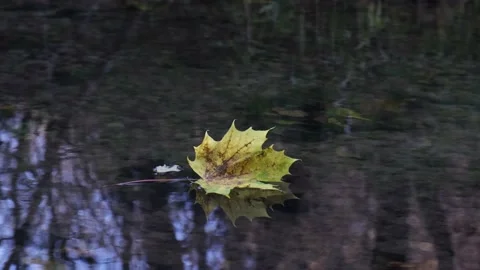 Closeup yellow dry maple leaf floating on pond water surface tree trunks autumn Video stock 167333887