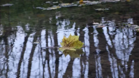 Closeup yellow dry maple leaf floating on pond water surface tree trunks autumn Stock Footage 167975593