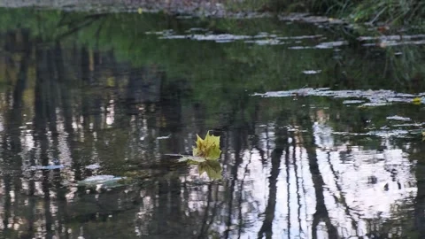 Closeup yellow dry maple leaf floating on pond water surface tree trunks autumn Stock Footage 168422380