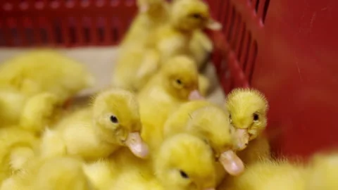 Closeup of yellow ducklings in a red container. Little ducks climb on top of Stock Footage 133599757