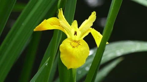 Closeup of yellow flag iris flower 스톡 동영상 307556983