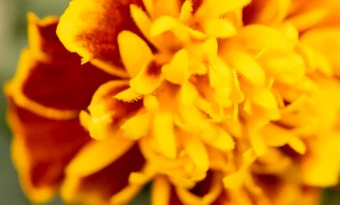 Closeup of yellow flower Stock Photos
