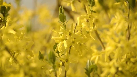 Closeup of yellow flowers on a tree Stock Footage 107826391