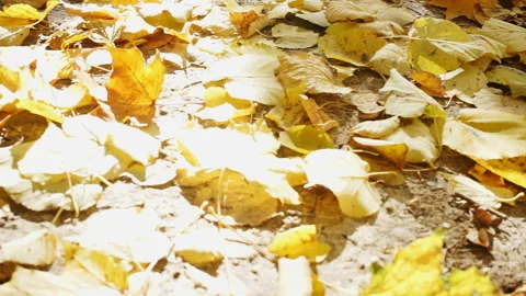 Closeup of yellow foliage on the ground Stock Footage 96379099