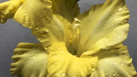 Closeup on yellow gladiolus on white background Vidéo 247311171