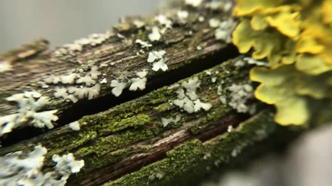 Closeup yellow green lichen on a tree Video stock 156607831