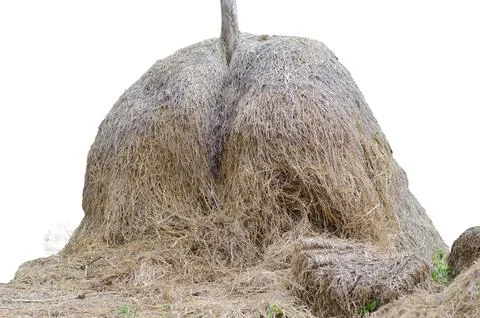 Closeup yellow haystack or straw isolated on white background Foto stock