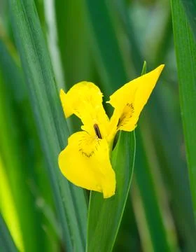 Closeup of yellow iris flower 库存照片