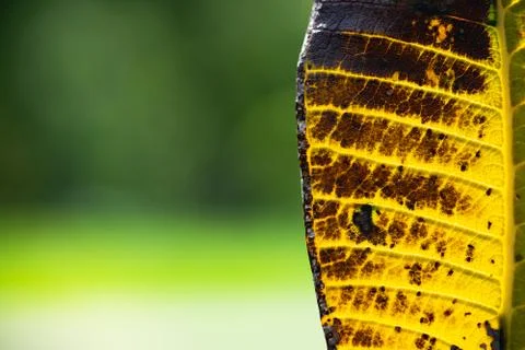 Closeup yellow leaf texture with copy space Foto stock